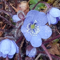 Frühling Frora